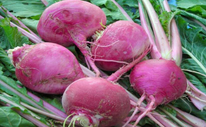 Turnip